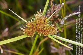 Image result for Pycreus polystachyos