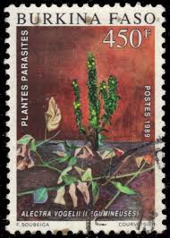 Image result for Alectra vogelii