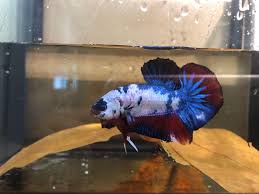 Giant Betta With Tanks Pet Supplies For Fish Fish Tanks On Carousell