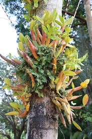 Image result for Microcoelia megalorrhiza