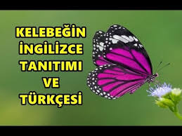 Kelebegin Ingilizce Tanitimi Youtube