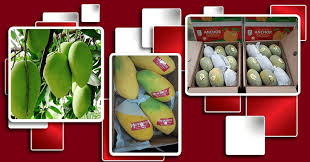 Premium Quality Pakistan Mango Exporters And Suppliers