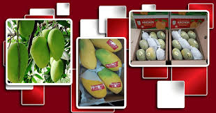 premium quality pakistan mango exporters and suppliers