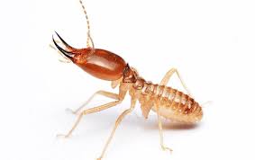 In fact, termites and termite infestation have been reported in every state of the united states except in alaska. How To Protect Your Pensacola Home From Pests Year Round