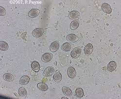 Antibiotics should take care of the coccidia. Coccidia A Common Cause Of Diarrhea In Young Cats And Dogs