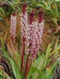 Image result for Eucomis
