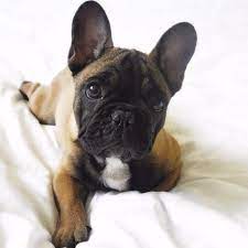 The Puppy Town On Instagram Hugo Is Up And Ready To Go Mr Frenchbulldog Bulldog Puppies French Bulldog Puppies Bulldog