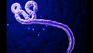 Pada tahun 1960 virus membunuh beberapa pekerja laboratorium di marburg, jerman. Virus Ebola Bisa Menular Antar Spesies Lewat Udara Tekno Tempo Co