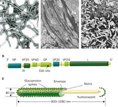 Marburg virus (marv) causes marburg virus disease in humans and nonhuman primates, a form of viral hemorrhagic fever. Pathogenesis Of Filoviral Haemorrhagic Fevers The Lancet Infectious Diseases