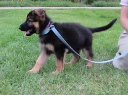 Again, these are approximations and your own she came from tropisch german shepherds and is a purebred gsd with sable coloring. View Ad German Shepherd Dog Litter Of Puppies For Sale Near Michigan Iron Mountain Usa Adn 39741
