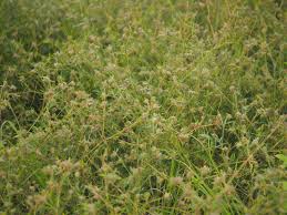 Image result for Stylosanthes guianensis