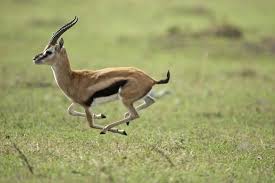 16k likes · 133 talking about this · 7,008 were here. Running Thomson S Gazelle Photographic Print Art Com