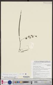 Image result for Polystachya caloglossa