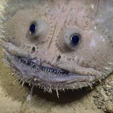 Image result for Sladeniaceae