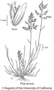 Image result for Poa annua