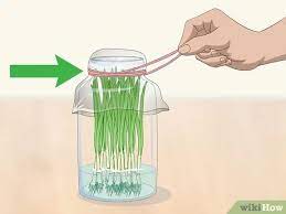 This step is important because it will keep the green onions from freezing together in one big clump. 3 Ways To Keep Green Onions Fresh Wikihow