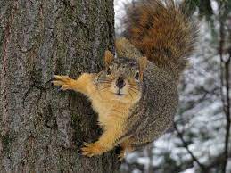 5 Types Of North American Squirrels Fox Squirrel North American Wildlife Squirrel Pictures
