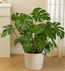 Philodendron Monstera Is A Nice Plant For The House Easy House Plants Floor Plants Plants