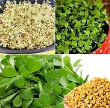 Jun 23, 2021 · leading and reliable source of health news updates round the clock on wednesday, june 23, 2021 with rss feeds Fenugreek Seed Germination Time Process Methi Gardening Tips