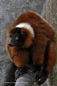 Red Ruffed Lemur Ani 120 Animal Photography Fine Art Etsy Animals Lemur Animal Photography