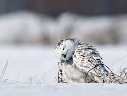 sokak hayvanlarini soguk degil sogukta ac kalmalari oldurur internet alemi