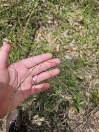 Image result for Alloteropsis semialata