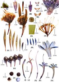 Image result for Pavetta sp. J