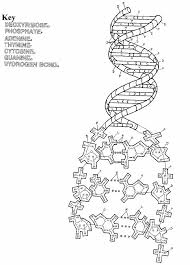 The rna transcript is then used to produce a protein. Dna Coloring Page Coloring Home