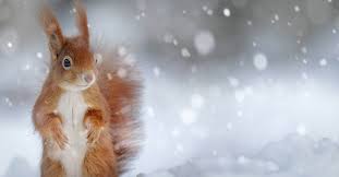 Desktop hintergrund win7, win 7 wie kann man bilder aus dem internet als hintergrundbild machen pc? Winterbilder Hintergrund Tiere Ideen Canva Shoe Store