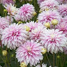 Pin On Flowers 4