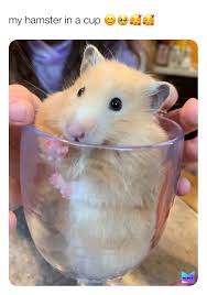 Hamster meme, hamster meme pfp, funny hamster meme, hamster profile picture, hamster cult, hamster pfp Post By Livleyliny Memes