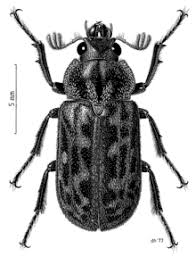 The lucaninae comprise the largest subfamily of the stag beetles (lucanidae). Mitophyllus Parrianus Wikipedia