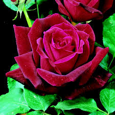 Una rosa rossa in giardino - Notizie Plus