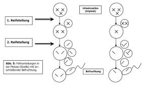 Losungsblatt Down Syndrom Trisomie 21
