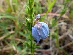 Image result for Dicliptera hensii