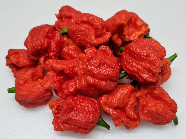 Dragons Breath Pepper Seeds | Super Hot Chiles