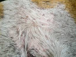 Image result for what do lice look like in dog fur