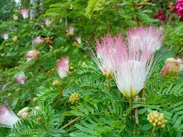 Image result for Calliandra brevipes