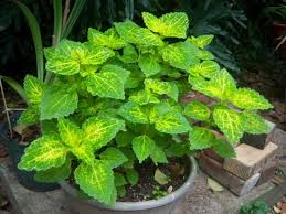 Image result for Coleus scutellarioides