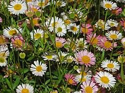 Image result for Erigeron karvinskianus