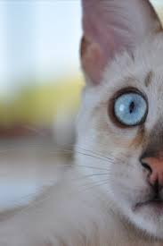 Cellphone Wallpaper Telefon Duvar Kagidi Animals Beautiful Cats Animals Beautiful