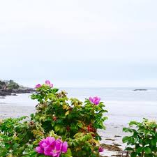 Flowers by the sea york maine. What To Do In York Cape Neddick Maine Town Guide