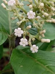 Image result for Psychotria auxopoda