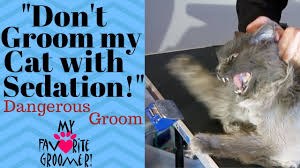 If this is your first time ever sedating your pet, check the video below to see how you can sedate a cat before grooming. How To Groom My Old Mean Matted Cat Youtube