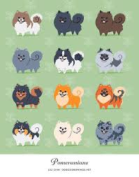 pomeranians art print pomeranian puppy doggy puppies
