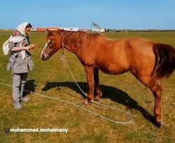 رفاقت دیدنی هدیه تهرانی با یک اسب