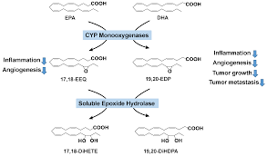 Tous nos avis sont soumis à modération. Nutrients Free Full Text W 3 Polyunsaturated Fatty Acids On Colonic Inflammation And Colon Cancer Roles Of Lipid Metabolizing Enzymes Involved Html