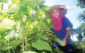 Sebagai contoh penanaman sebanyak 2000 pokok cili padi boleh mensasarkan kutipan cili padi sebanyak 200 kg seminggu. Nur Hashimah Raih Pendapatan Rm30 000 Sebulan Hasil Jualan Cili Merah Kartel Dakwah