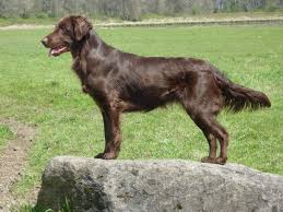 By 1860 the first classes for retrievers were held at birmingham followed by the first field trial in 1866. Pin By Mel On Flat Coated Retriever Flat Coated Retriever Retriever Huge Dogs