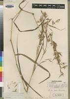 Image result for Hyparrhenia gazensis